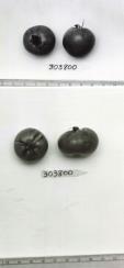 Click for 1 image(s) for this accession. FRUIT